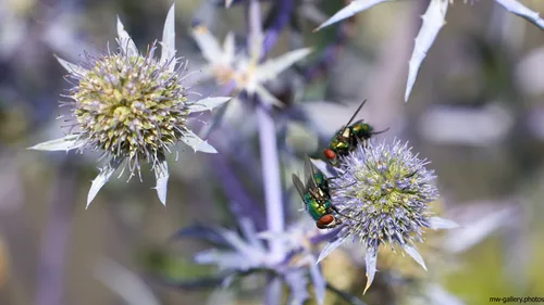This nature photograph captures two flies resting on the distinctive spiky blooms of blue eryngo flowers, bathed in bright morning sunlight during the summer season. The close-up shot highlights the intricate structure of these plants and the vibrant coloration of the insects, emphasizing the interaction between flowers and insect life. The image showcases details of both the blue eryngo and surrounding plants, illustrating the richness of summer flora and the important role of insects within it. The photograph falls within the category of still life, focusing on the detailed aspects of flowers and insects found in natural environments.